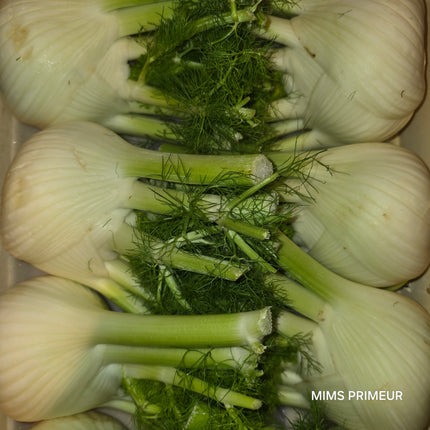 Fennel Italy